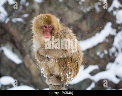 Singe Macaque dans la neige près d'une piscine chaude, Japon Banque D'Images