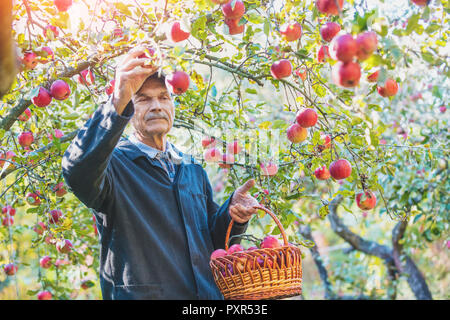 Homme âgé la récolte des pommes dans le verger Banque D'Images