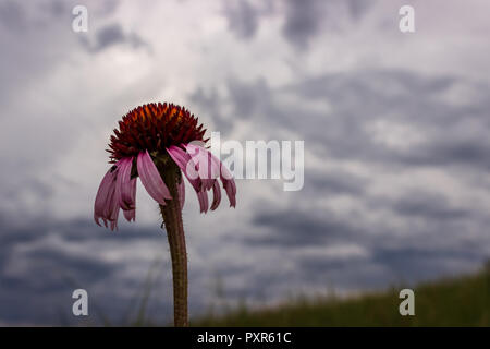 A Purple Coneflower est une décoloration de la couleur contre un ciel couvert dans un pâturage près de Pine Ridge, Dakota du Sud. Banque D'Images