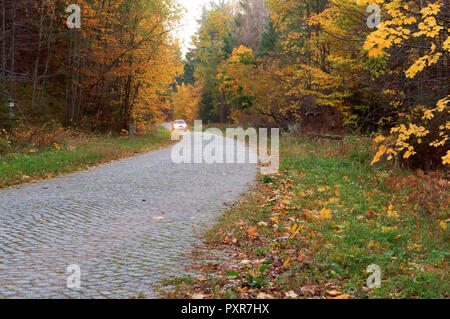 Route forestière en feuilles d'automne, paysage d'automne, sentier forestier, rominten forest Banque D'Images