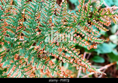 Les plantes à feuilles vert fougère, fougère d'automne feuille flétrie Banque D'Images
