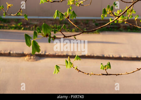Les jeunes feuilles de châtaigner, les feuilles sur les arbres fleurissent au début du printemps Banque D'Images