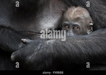 Bébé gorille hinding in mother's arms Banque D'Images