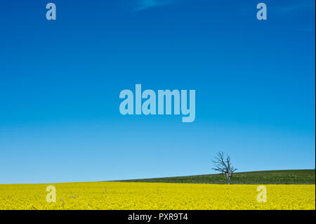 Les femme dans un champ de canola, New South Wales Australie Banque D'Images