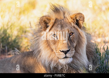Le Botswana, Kgalagadi Transfrontier Park, Portrait d'homme lion, Panthera leo Banque D'Images