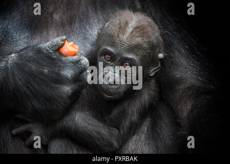 Portrait de bébé gorille dans le bras en face de fond noir Banque D'Images