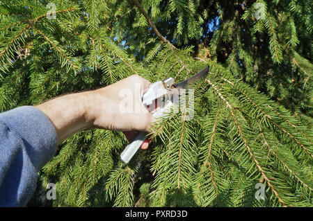 Un homme âgé jardinier coupe branches inutiles sur un automne sapin. Sunny day real shot octobre Banque D'Images