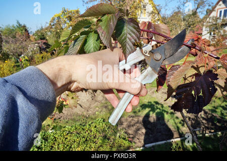 Un homme âgé jardinier coupe branches inutiles sur un blackberry d'automne bush. Sunny day real shot octobre Banque D'Images