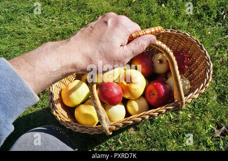 Farmer homme âgé holding basket with big yellow mûres et pommes rouges dans la main. Journée d'octobre ensoleillée jardin shot Banque D'Images