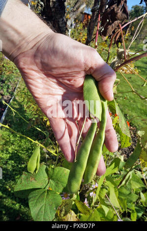 L'agriculteur homme venu déchirer les gousses de haricots pour les branches avec des mains. La journée ensoleillée d'automne Septembre tourné en extérieur Banque D'Images