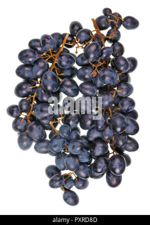 Un vrai gros bouquet et tas de doux raisins Isabella bleu foncé. Isolated on white studio ensemble macro Banque D'Images