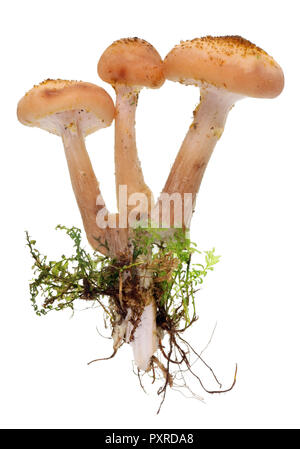 Arbre généalogique forêt véritable Shitake champignons au début de la saison de croissance avec des racines et de la mousse. Isolé sur un plan macro studio blanc Banque D'Images