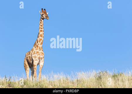 L'Afrique, Botswana, Kgalagadi Transfrontier Park, la girafe Banque D'Images