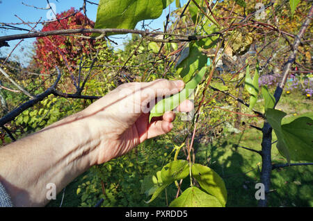 L'agriculteur homme venu déchirer les gousses de haricots pour les branches avec des mains. La journée ensoleillée d'automne Septembre tourné en extérieur Banque D'Images