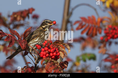 Une belle Redwing (Turdus iliacus) se nourrissent de baies Rowan Tree dans les Highlands d'Ecosse. Banque D'Images