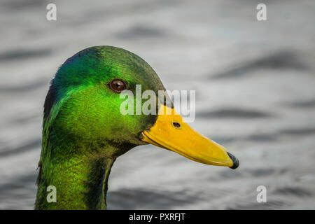 Mallard drake montrant son glorieux Chef de couleur. Banque D'Images