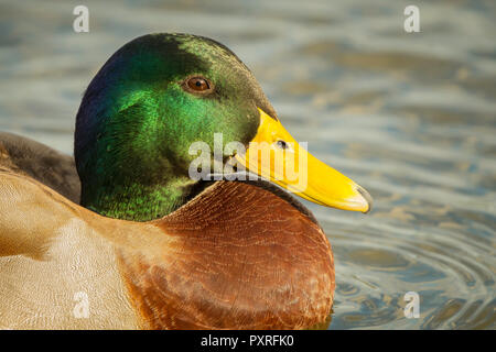 Mallard drake montrant son glorieux Chef de couleur. Banque D'Images