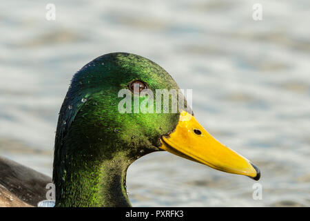 Mallard drake montrant son glorieux Chef de couleur. Banque D'Images