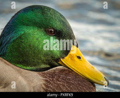 Mallard drake montrant son glorieux Chef de couleur. Banque D'Images