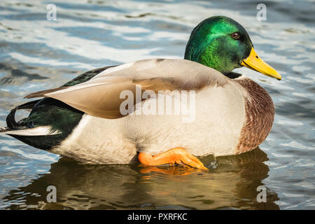 Mallard drake montrant sa tête couleur glorieux et curly tail feathers. Banque D'Images