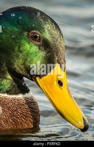 Mallard drake montrant son glorieux Chef de couleur. Banque D'Images