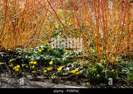 Aconit et cornus dans le jardin d'hiver Banque D'Images