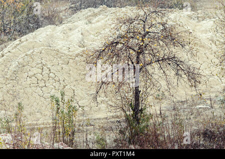 Apple Tree avec des fruits mûrs sur elle et sans feuilles sous la neige tomber. Selective focus Banque D'Images