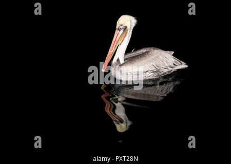 Un adulte, Pélican brun Pelecanus occidentalis, de nuit près de l'île Santa Catalina, BCS, Mexico Banque D'Images