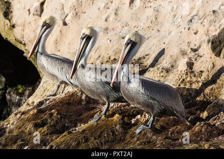 Des profils le Pélican brun Pelecanus occidentalis,, Isla del Carmen, BCS, Mexico Banque D'Images