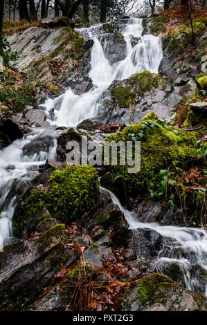 Tom Gill cascade dans Lane Chef de taillis, Tarn Hows, Lake District Banque D'Images