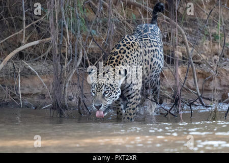 Femelle adulte jaguar, Panthera onca, sur la rive du Rio Tres Irmao, Mato Grosso, Brésil. Banque D'Images