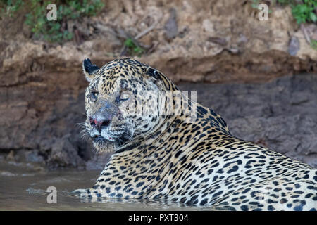 Jaguar mâle avec des blessures de combat, Panthera onca, reposant dans le Rio Tres Irmao, Mato Grosso, Brésil. Banque D'Images