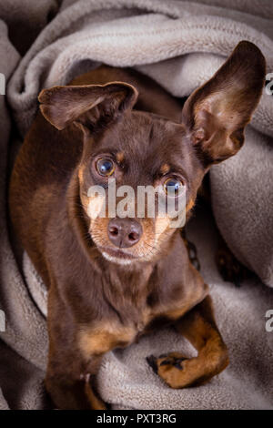 Chien Pinscher portant sur une couverture portrait Banque D'Images