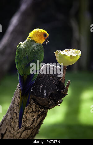 Parrot Jungle, manger dans le détail de l'oiseau exotique Banque D'Images