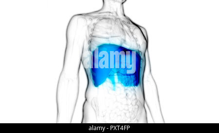 Système respiratoire humain Anatomie diaphragme Banque D'Images