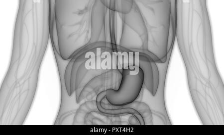 Système digestif humain Anatomie de l'estomac Banque D'Images