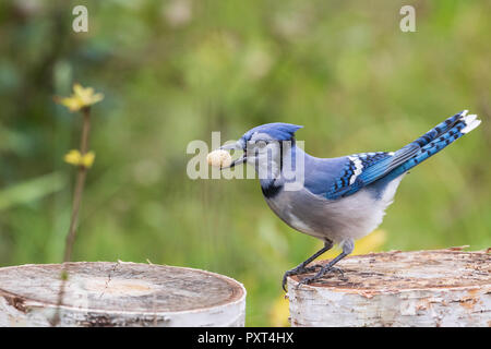 Geai bleu tenant une peanut dans ses projets de loi, Ottawa, Canada Banque D'Images