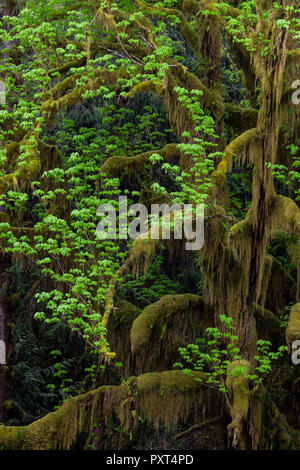 Arbre avec de la mousse et d'érable circiné entrelacées dans rainforest Banque D'Images