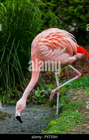 Flamant rose debout sur une jambe, la tête en bas, pour manger dans l'herbe et la boue Banque D'Images