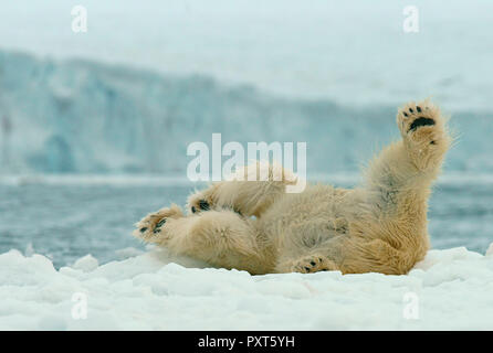 L'ours polaire (Ursus maritimus) rouler dans la neige, Svalbard, Norvège, de l'Arctique norvégien Banque D'Images