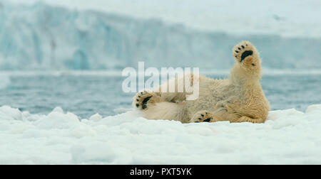 L'ours polaire (Ursus maritimus) rouler dans la neige, Svalbard, Norvège, de l'Arctique norvégien Banque D'Images