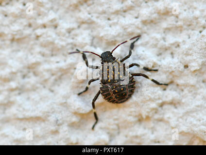 Punaise diabolique (Halyomorpha halys), jeune animal, sur mur de la maison, à l'origine zone asiatique, Stuttgart Banque D'Images