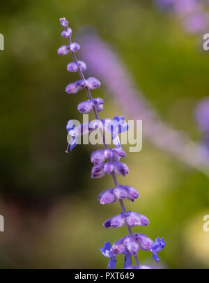 Une couleur d'une image floral / russe perovskia blue spire sauge / blossom prises sur une journée ensoleillée avec fond naturel coloré floue Banque D'Images