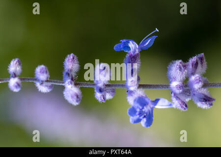 Une couleur d'une image floral / russe perovskia blue spire sauge / blossom prises sur une journée ensoleillée avec fond naturel coloré floue Banque D'Images