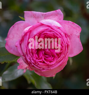 Couleur extérieure avec vue avant de fleurs photo macro d'une rose rose en fleurs naturelles fleurs sur fond vert floue avec des feuilles sur une journée ensoleillée Banque D'Images