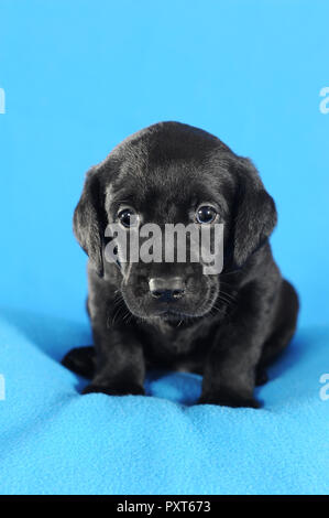 Labrador Retriever, chiot noir, 5 semaines, assis sur une couverture bleue, Autriche Banque D'Images
