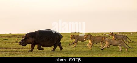 Photos de la faune du Maasai Mara Banque D'Images