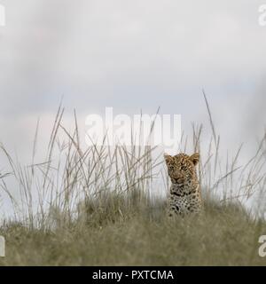 Photos de la faune du Maasai Mara Banque D'Images