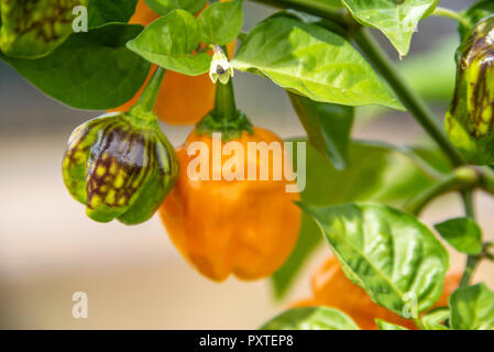 Le Habanero peppers poussant dans un jardin communautaire dans la région métropolitaine d'Atlanta, Géorgie. Banque D'Images