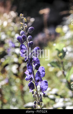 Blume, blauer Eisenhut, Aconitum napellus, fleur, Monkshood, automne, beau, beauté, Fleur, fleurs, bleu, Botanic, botaniques, bouquet, Bud, fermer Banque D'Images